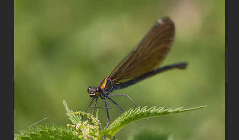 Blauflügel - Prachtlibelle (Calopteryx virgo)