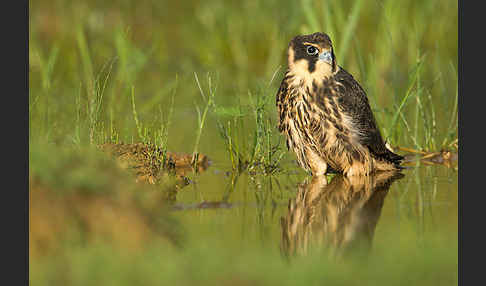 Baumfalke (Falco subbuteo)