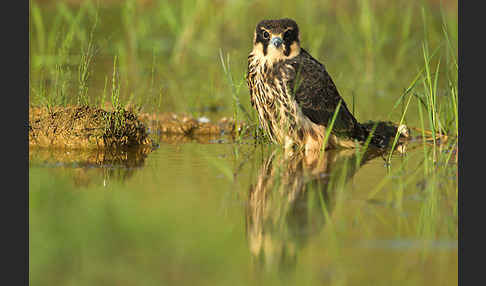 Baumfalke (Falco subbuteo)