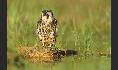 Baumfalke (Falco subbuteo)