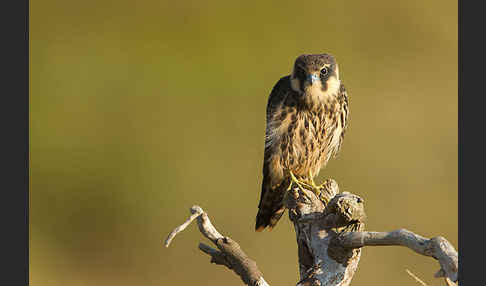 Baumfalke (Falco subbuteo)