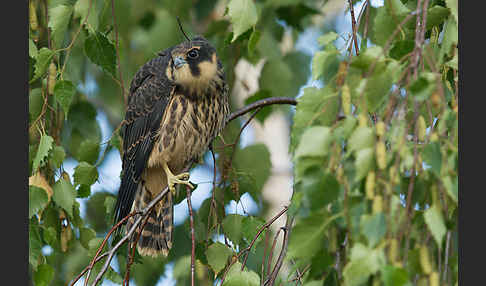 Baumfalke (Falco subbuteo)