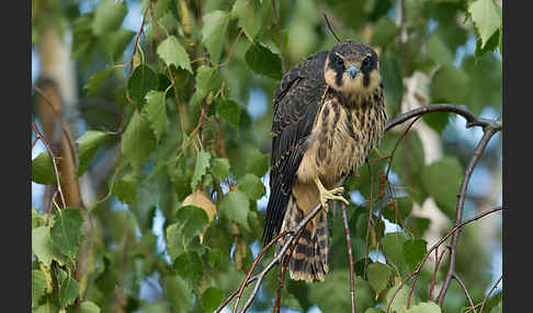 Baumfalke (Falco subbuteo)