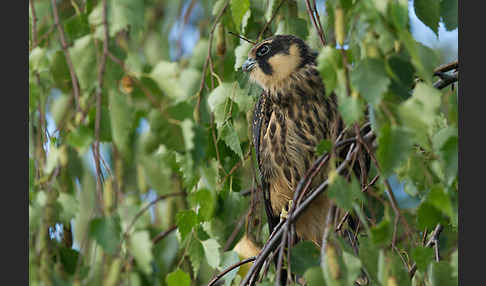 Baumfalke (Falco subbuteo)