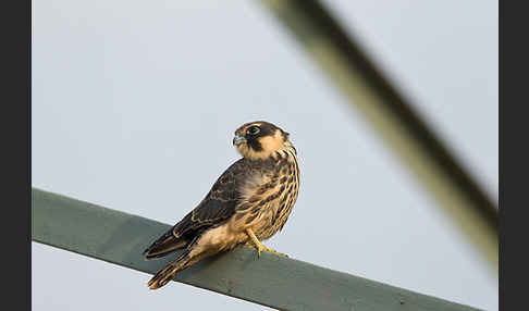 Baumfalke (Falco subbuteo)