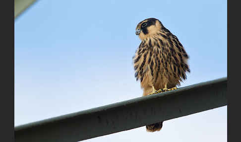 Baumfalke (Falco subbuteo)