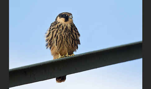 Baumfalke (Falco subbuteo)