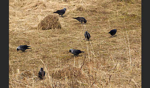 Dohle (Corvus monedula)