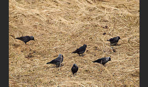 Dohle (Corvus monedula)