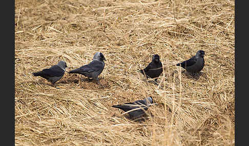 Dohle (Corvus monedula)