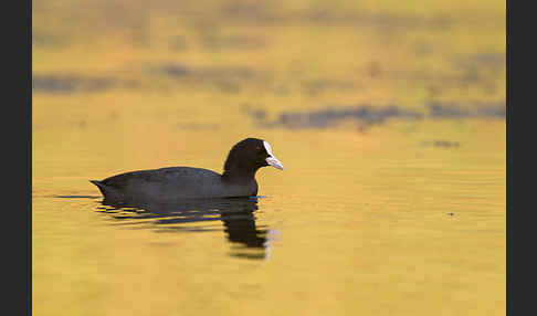 Blessralle (Fulica atra)