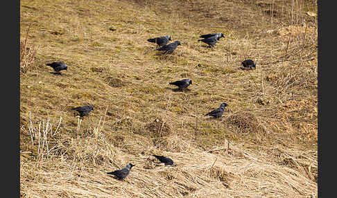 Dohle (Corvus monedula)