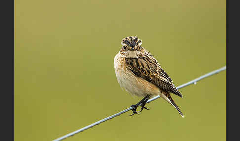 Braunkehlchen (Saxicola rubetra)