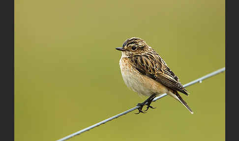 Braunkehlchen (Saxicola rubetra)