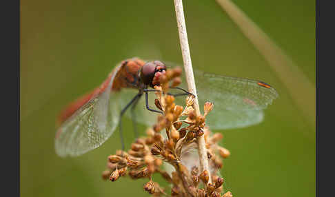 Blutrote Heidelibelle (Sympetrum sanguineum)