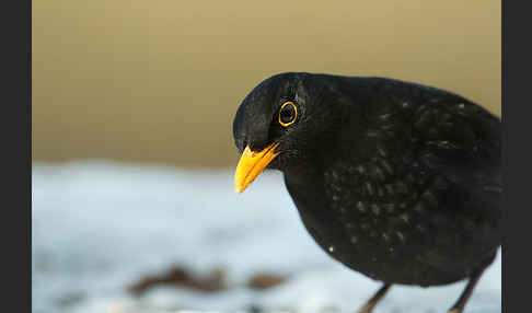 Amsel (Turdus merula)