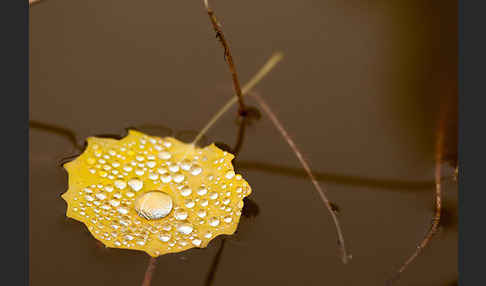 Zitter-Pappel (Populus tremula)