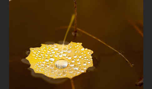 Zitter-Pappel (Populus tremula)