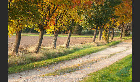 Feldweg (path)