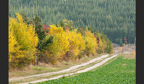 Feldweg (path)