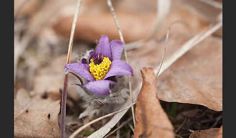 Gemeine Kuhschelle (Pulsatilla vulgaris)