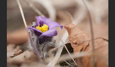 Gemeine Kuhschelle (Pulsatilla vulgaris)