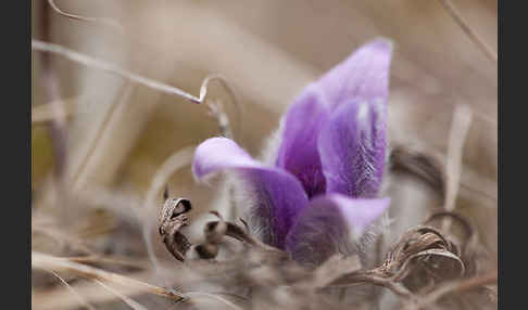 Gemeine Kuhschelle (Pulsatilla vulgaris)