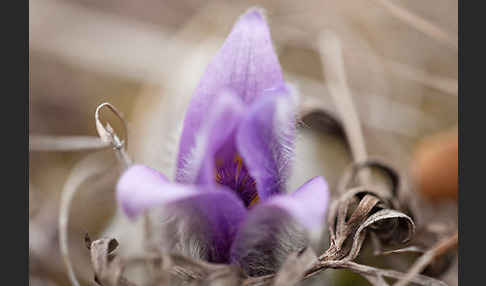 Gemeine Kuhschelle (Pulsatilla vulgaris)