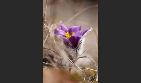 Gemeine Kuhschelle (Pulsatilla vulgaris)