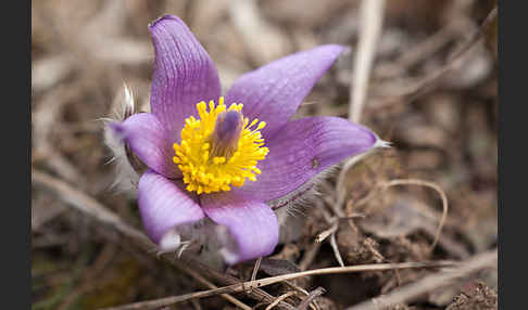 Gemeine Kuhschelle (Pulsatilla vulgaris)