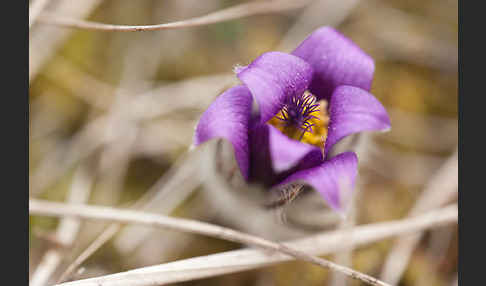 Gemeine Kuhschelle (Pulsatilla vulgaris)