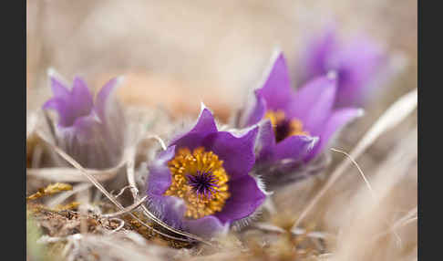 Gemeine Kuhschelle (Pulsatilla vulgaris)