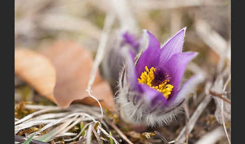 Gemeine Kuhschelle (Pulsatilla vulgaris)