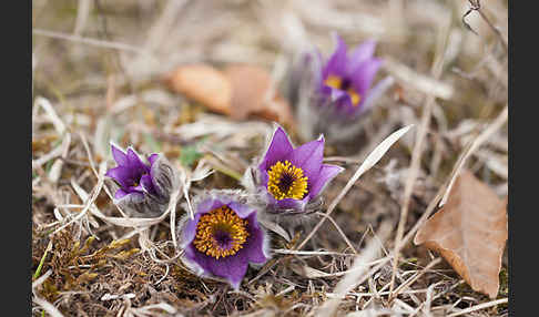 Gemeine Kuhschelle (Pulsatilla vulgaris)