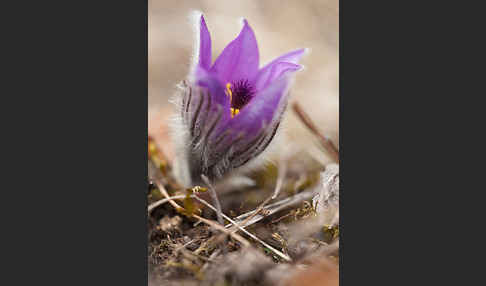 Gemeine Kuhschelle (Pulsatilla vulgaris)