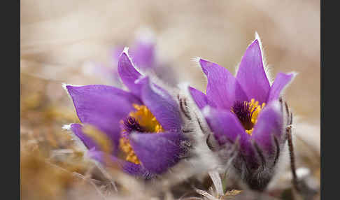 Gemeine Kuhschelle (Pulsatilla vulgaris)