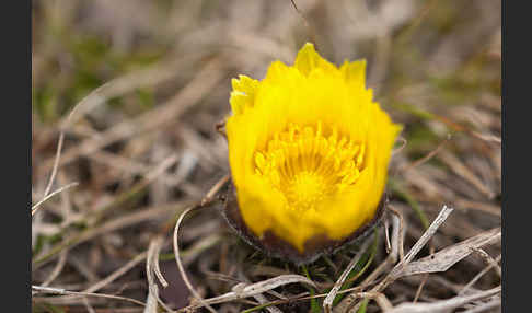 Frühlings-Adonisröschen (Adonis vernalis)