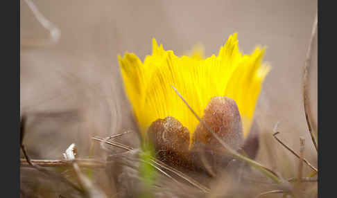 Frühlings-Adonisröschen (Adonis vernalis)