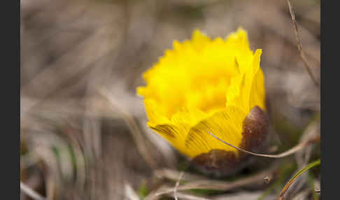 Frühlings-Adonisröschen (Adonis vernalis)