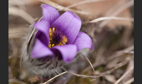 Gemeine Kuhschelle (Pulsatilla vulgaris)