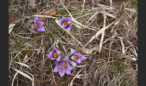 Gemeine Kuhschelle (Pulsatilla vulgaris)