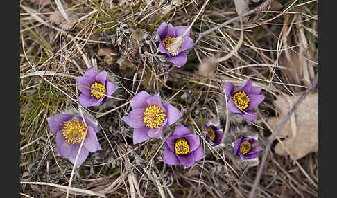 Gemeine Kuhschelle (Pulsatilla vulgaris)