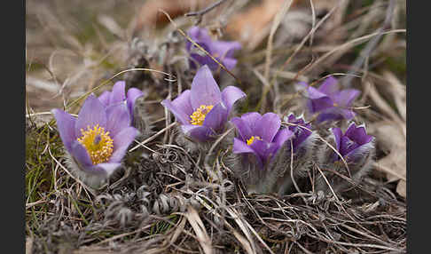 Gemeine Kuhschelle (Pulsatilla vulgaris)