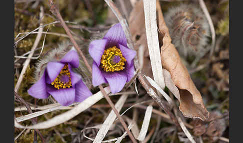 Gemeine Kuhschelle (Pulsatilla vulgaris)