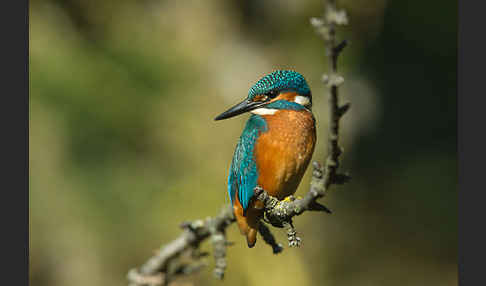 Eisvogel (Alcedo atthis)