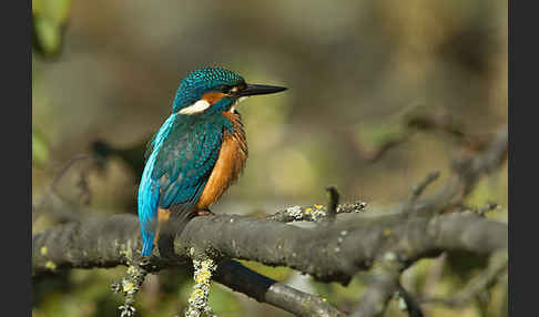 Eisvogel (Alcedo atthis)