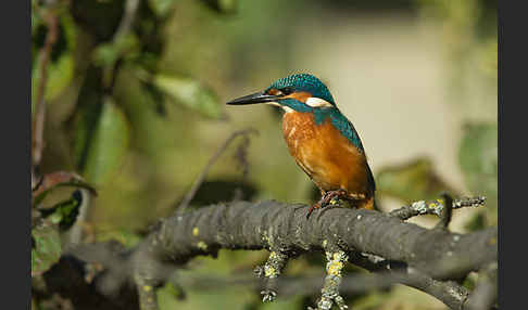 Eisvogel (Alcedo atthis)