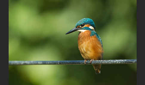 Eisvogel (Alcedo atthis)