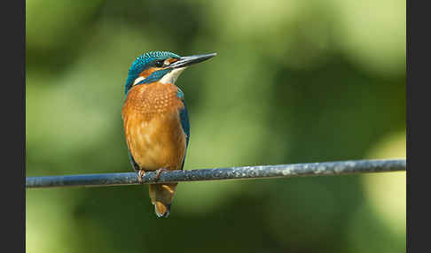 Eisvogel (Alcedo atthis)