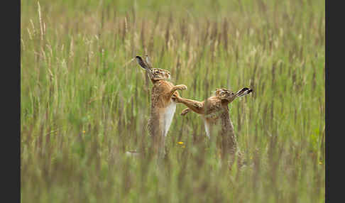 Feldhase (Lepus europaeus)